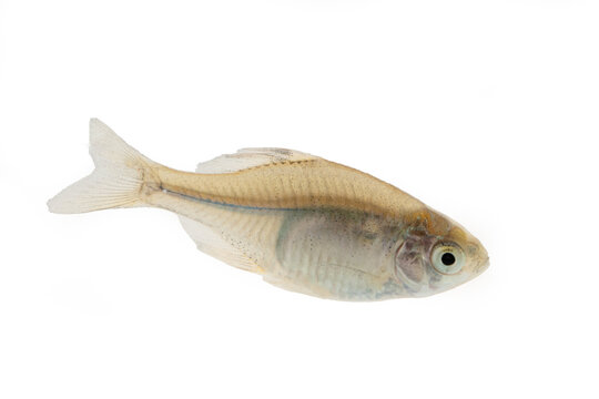 Juvenile Chinese Shanghai Freshwater Bitterling Fish on White Background