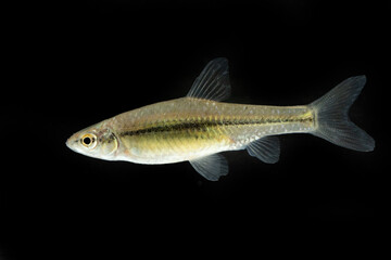 Fototapeta premium Chinese Shanghai River Juvenile Subadult Topmouth Gudgeon White Background
