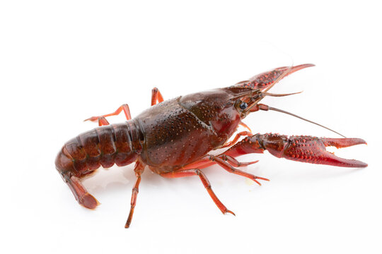 Freshwater Crayfish as Ingredient Produced in Yangzhou, Jiangsu, China