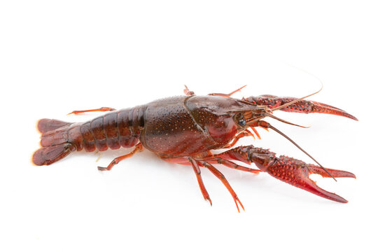 Freshwater Crayfish as Ingredient Produced in Yangzhou, Jiangsu, China