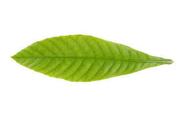 Obraz premium Chinese Shanghai Minhang District Growing Loquat Tree Leaves