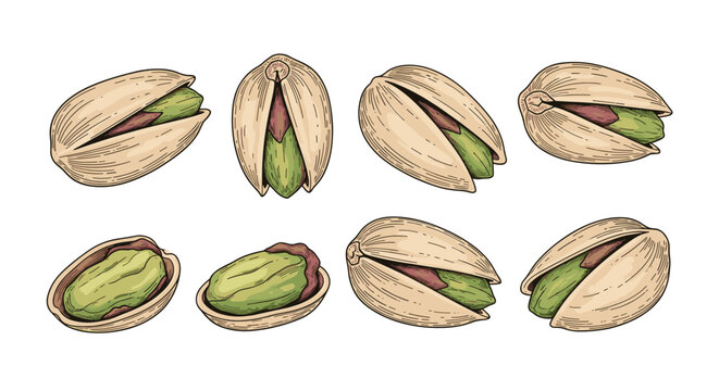Collection of hand drawn pistachio nuts shown from different angles including whole shells and green kernels on white background surface.