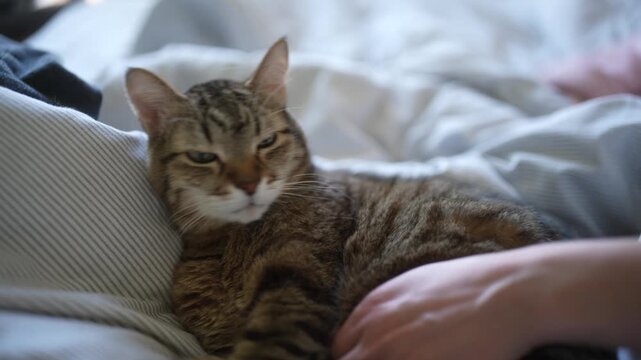 Person petting relaxed tabby cat on cozy bed video