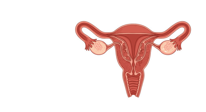 Anatomical diagram of the female reproductive system including the uterus fallopian tubes and ovaries in a clear medical drawing style.