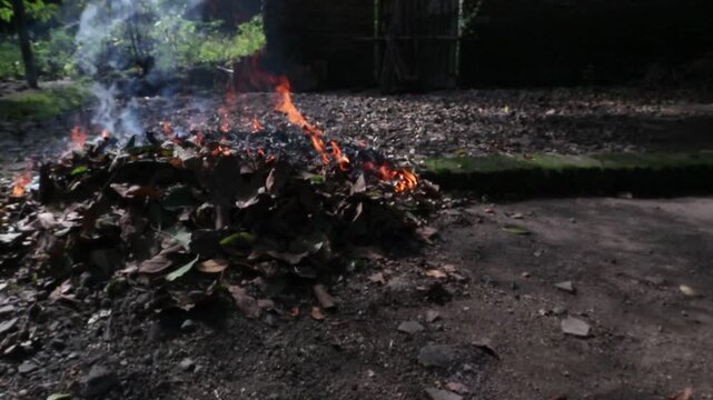 Dry leaves burning in a rural garden, producing white smoke during outdoor yard cleaning. Natural countryside atmosphere with organic waste disposal, environmental pollution concept, and smoldering le