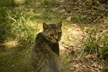 cat in the grass © Sidney