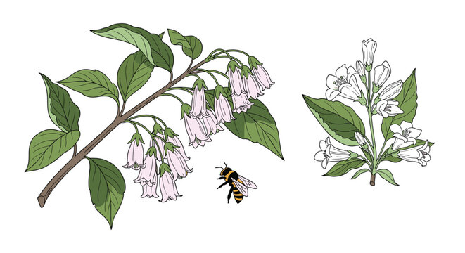 Flowering branches of weigela with delicate pink bell shaped blossoms and green leaves accompanied by a small flying honeybee.