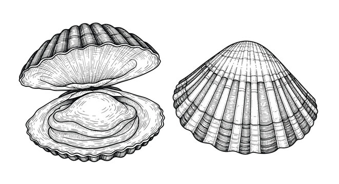 Detailed vintage engraving of two scallop shells showing one open with meat and one closed on a white background.