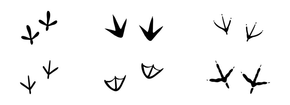 Bird foot mark print silhouette. Set bird trail goose duck foot. Raven owl parrot turkey feet, hen or chicken stump path.