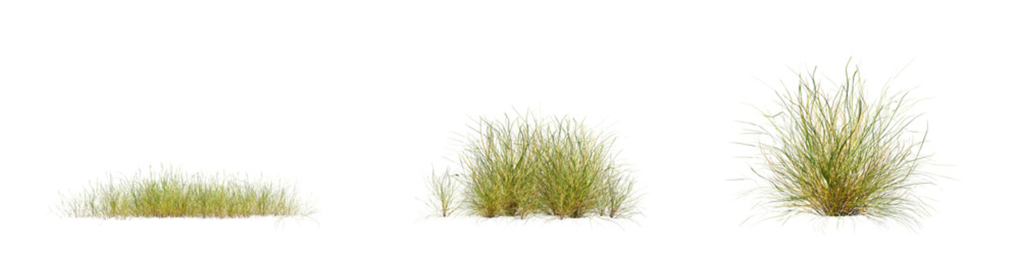 Wild grass set and green field plant isolate on transparent background