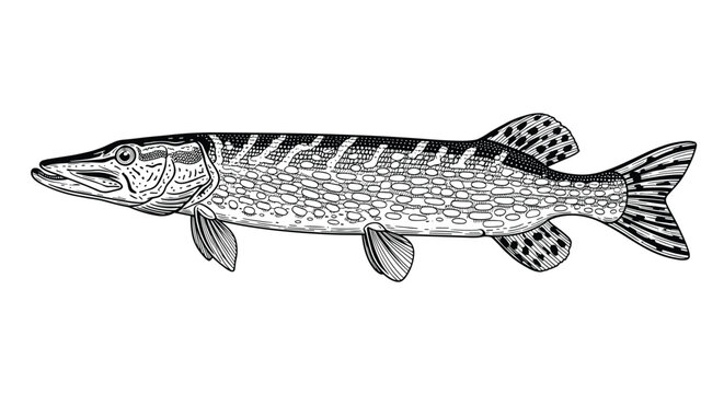 Northern pike fish illustration in profile showing detailed scale patterns and fins in a vintage engraving style.