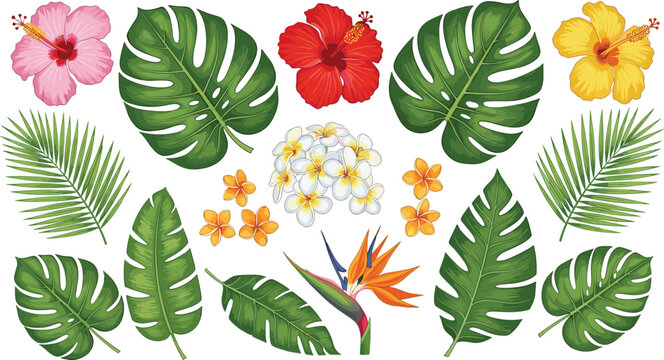 Tropical Botanical Collection with Monstera Leaves Hibiscus Flowers Palm Branches and Exotic Floral Elements for Summer Vector Illustration Design