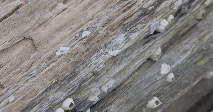 Macro of White Barnacles on Weathered Driftwood