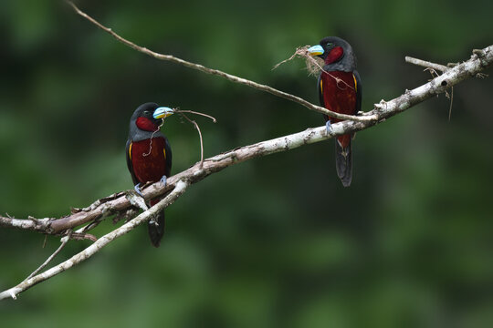 A pair of Black-and-red Broadbills perched together, both holding fibers and twigs for their nest in their blue bills at Kaeng Krachan NP Thailand