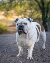 Obraz premium White bulldog posing for a natural light portrait