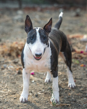 Brindle and white bull terrier in the dirt