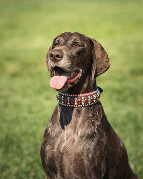 Sitting in the warm sun, a German Short Hair pointer poses for a portrait