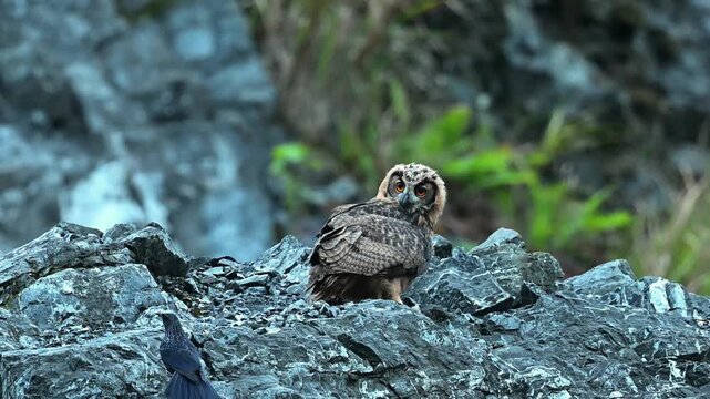 Majestic wild eagle owl with striking orange eyes perched on rugged rocks alongside a small bird in its natural habitat.