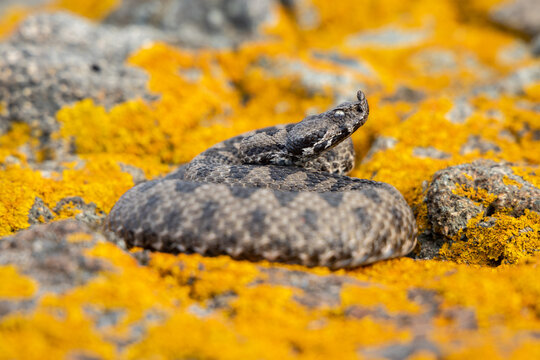 Nose-horned viper (Vipera ammodytes). Close encounter with a venomous snake. Snake is preparing to attack. 