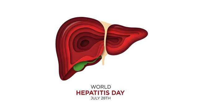 Paper cut style liver illustration for world hepatitis day july 28th