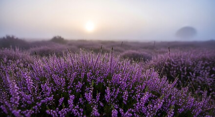 Fototapeta premium Lavender field at sunrise landscape scene.