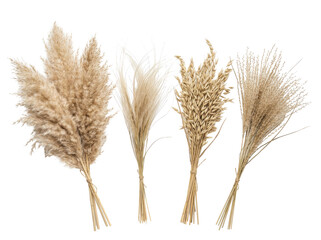 Fototapeta premium A collection of four dried pampas grass bunches, artfully arranged and tied with twine, showcasing earthy tones and a minimalist aesthetic against a clean white background.