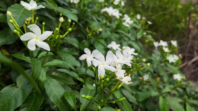 Beautiful white pinwheel flowers in natural light. Tabernaemontana divaricata