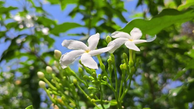 Beautiful white pinwheel flowers in natural light. Tabernaemontana divaricata