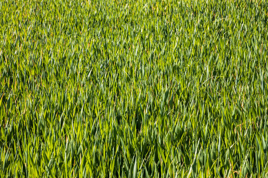 View of Green grass field background.