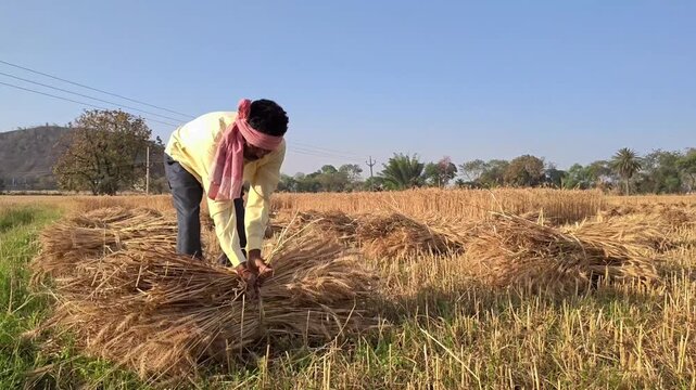 Indian farmer bundling harvested wheat crop