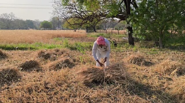 Indian farmer bundling harvested wheat crop