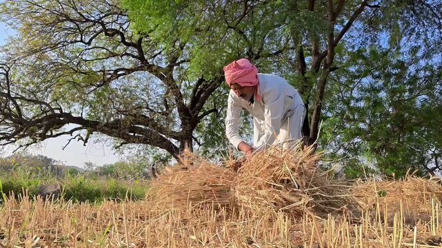 Indian farmer bundling harvested wheat crop