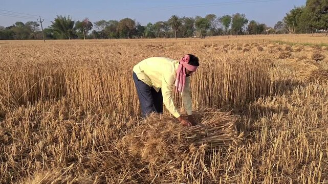 Indian farmer bundling harvested wheat crop