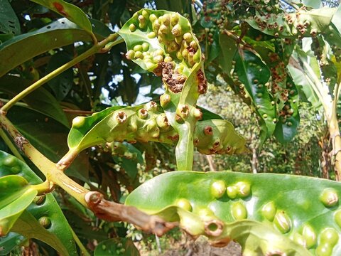 The leaves show symptoms of leaf gall disease caused by pest attacks, such as psyllids or mites, which lay eggs or suck fluids in the leaf tissue