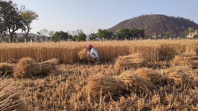 Indian man cutting wheat with sickle