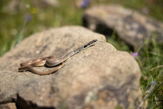 Platyceps collaris snake. The rarest snake in Europe.