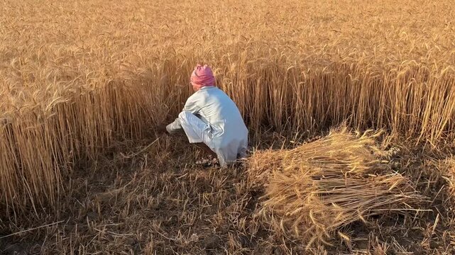 Indian man cutting wheat with sickle
