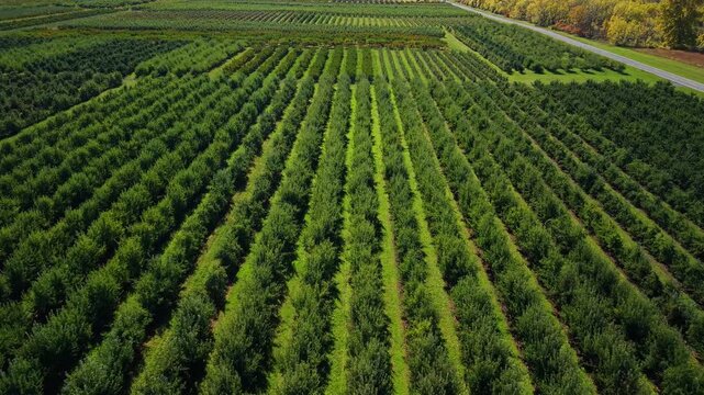 Aerial view over a vast orchard with perfectly aligned rows of green fruit trees under bright daylight, with car driving on road in the background.