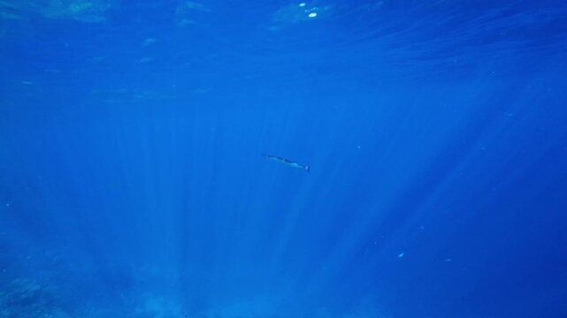Underwater footage of needlefish swimming gracefully in clear blue ocean water with sun rays penetrating the surface.