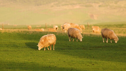 Fototapeta premium Sheep Grazing on a Lush Green Pasture During Golden Hour