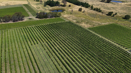 Obraz premium Aerial View of Lush Green Vineyard Rows in Murrumbateman Australia