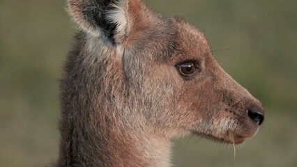 Close-up Profile of a Juvenile Kangaroo Chewing Grass at Sunset © blueringmedia