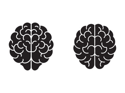 Brain anatomy human brain illustrations  brain structures  cerebral cortex  brain hemispheres