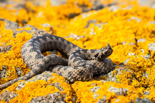 Nose-horned viper (Vipera ammodytes). Close encounter with a venomous snake. Snake is preparing to attack. 