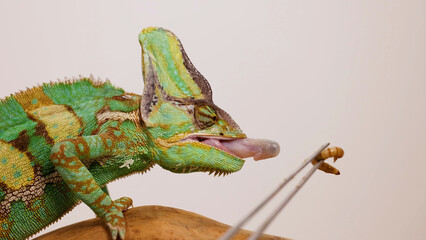 Veiled Chameleon Extending Tongue to Catch a Worm from Tweezers © blueringmedia