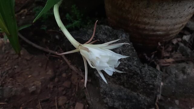 Wijayakusuma flower, Wiku flower, Disocactus anguliger, a type of cactus