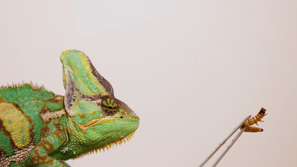 Profile of a Veiled Chameleon Watching a Worm on Tweezers © blueringmedia