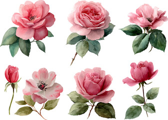 Fototapeta premium pink roses isolated on white