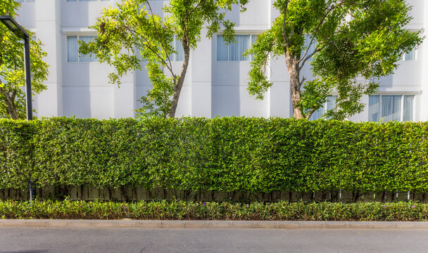 Neatly trimmed vertical green garden hedge is screening between pathway and building