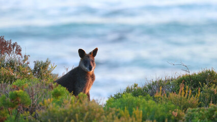 Kangaroo Standing in Coastal Vegetation with Ocean Background at Mornington Peninsula © blueringmedia